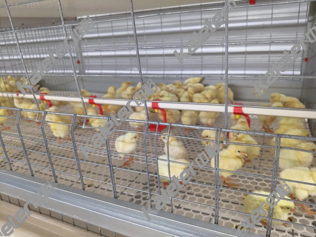 Thanksgiving November, multiple Zhongyu breeding projects were delivered in batches, helping the industry upgrade.