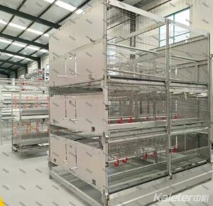 Welfare pullet cage