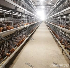 Layer cage pullet cage