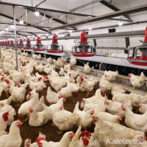Pan feeding system