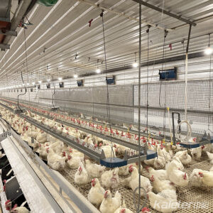 Chain feeding system