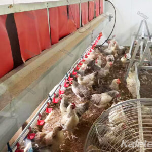 Two hundred chickens