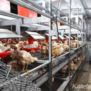 Four hundred chickens